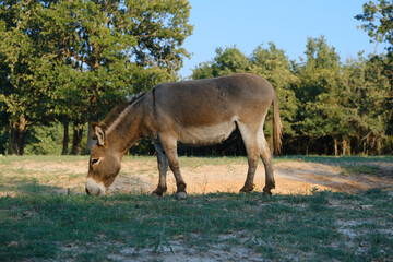 Mini donkey grazing in Texas field on farm during summer closeup.