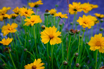 Vibrant yellow flowers unknown type with blurred background 