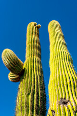 Medium shot, giant cactus Saguaro cactus (Carnegiea gigantea) against the blue sky, Arizona USA