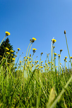 Tall yellow wildflowers reaching up to a clear blue sky from ground level.