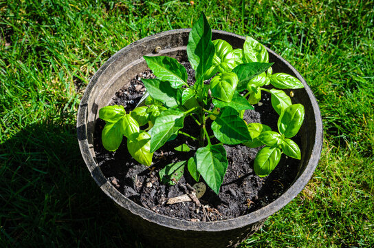 Jalepeno and basil plants in a container pot.