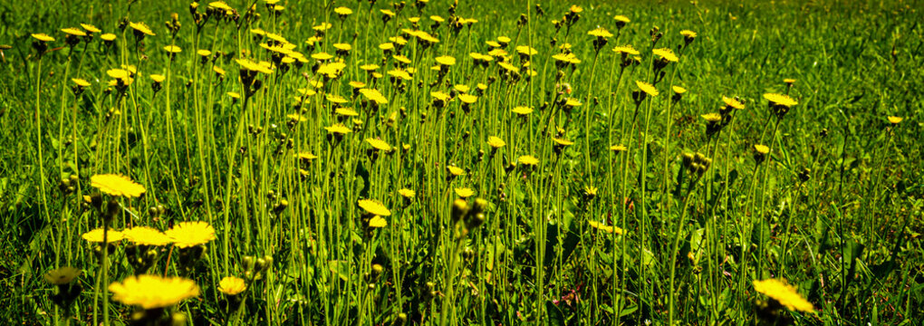 Panorama close-up of yellow wildflowers in a grassy field.