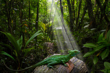 Basilisk lizard in tropical Central America
