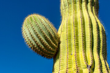 Lateral shoot on a stem giant cactus Saguaro cactus (Carnegiea gigantea) against the blue sky, Arizona USA