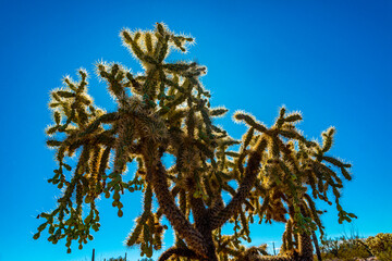 Desert landscape with cacti, in the foreground fruits with cactus seeds, Cylindropuntia sp. in a...