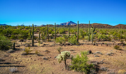 Fototapeta na wymiar Desert landscape with cacti, in the foreground fruits with cactus seeds, Cylindropuntia sp. in a Organ Pipe Cactus National Monument, Arizona