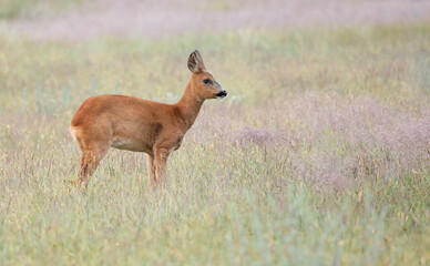 Roe deer, capreolus capreolus, fawn looking sideways on ameadow
