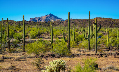 Arizona desert landscape, giant cacti Saguaro cactus (Carnegiea gigantea) against the blue sky, USA