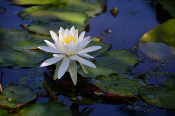 A white water lilie opens its petals in a pond  at Kenilworth Aquatic Gardens in Washington, DC.
