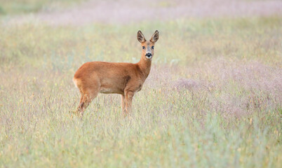 Surprised roe deer, capreolus capreolus, fawn looking into camera from front view on meadow