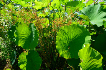 Large green leaves of lotus plants crowd together in ponds at Kenilworth Aquatic Gardens in Washington, DC.