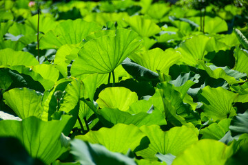 Large green leaves of lotus plants crowd together in ponds at Kenilworth Aquatic Gardens in Washington, DC.