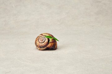 Seedling sprout with green leaves sprouting growing throw the snail shell, on the plain recycled white paper background. Eco friendly organic bio green life concept