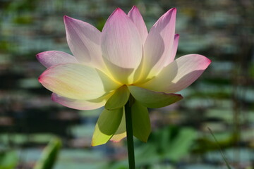 A lotus blossom is fully open at Kenilworth Aquatic Gardens. Lotus, other water plants, birds, and other wildlife are plentiful here.