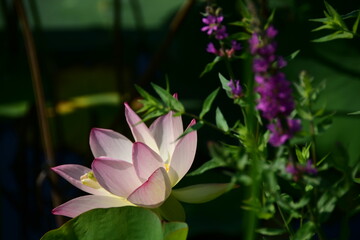 A lotus blossom is fully open at Kenilworth Aquatic Gardens. Lotus, other water plants, birds, and other wildlife are plentiful here.
