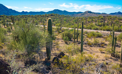 Fototapeta na wymiar Arizona desert landscape, giant cacti Saguaro cactus (Carnegiea gigantea) against the blue sky, USA