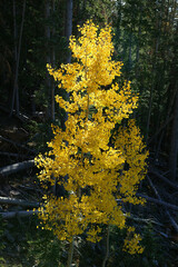Aspen tree sunlit against dark green forest