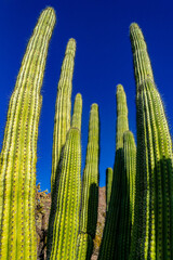 Group of large cacti against a blue sky (Stenocereus thurberi) and Carnegiea gigantea. Organ pipe...