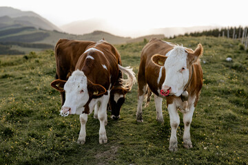 Fototapeta na wymiar Kühe auf der Alm, Steiermark, Österreich