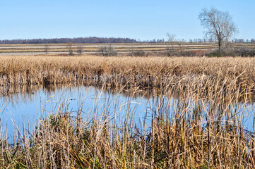 A Cattail Marsh, Horicon Marsh State Wildlife Area, WI