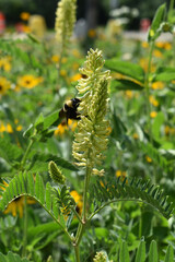Black and Gold Bumblebee (Bombus Auricomus) on Canadian Milkvetch (Astragalus canadensis)