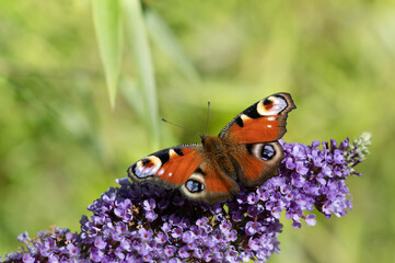 Close-up of a butterfly, a Peacock Butterfly (Aglais io) perched on a flowering lilac branch...