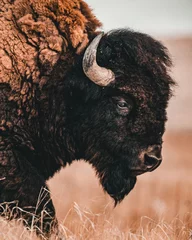 Foto op Plexiglas Buffel Close-upprofiel van de Amerikaanse bizon