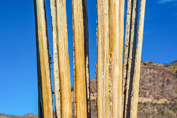 Arizona, Dead cactus wood Giant Saguaros (Carnegiea gigantea). Organ Pipe Cactus National Monument,...