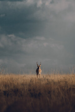 Pronghorn Antelope in Landscape