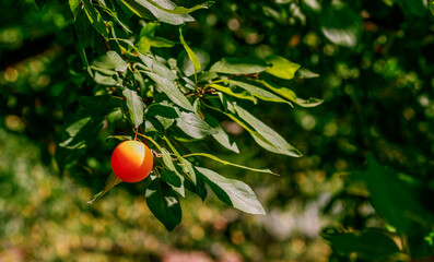 Orange cherry plum on a branch 