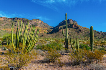 Organ pipe national park, Group of large cacti against a blue sky (Stenocereus thurberi) and...