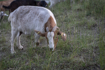 Fototapeta premium Ziegen als Landschaftspfleger