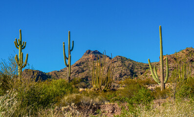 Desert landscape with cacti, in the foreground fruits with cactus seeds, Cylindropuntia sp. in a...