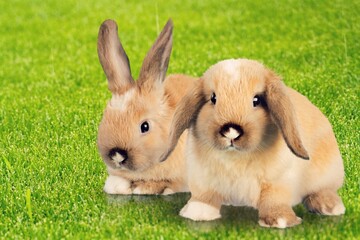 Group of cuddly furry rabbit bunny sitting together on green grass natural background.