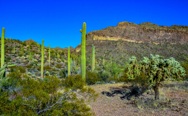 Desert landscape with cacti, in the foreground fruits with cactus seeds, Cylindropuntia sp. in a...