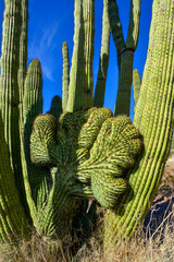 Cristate form Three Giant Saguaros (Carnegiea gigantea) at Hewitt Canyon near Phoenix. Organ Pipe...