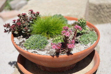 common houseleek and sedum in a pot stone garden