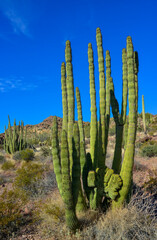 Group of large cacti against a blue sky (Stenocereus thurberi) and Carnegiea gigantea. Organ pipe...