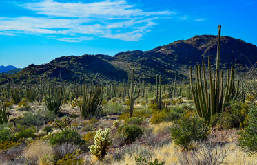 Organ pipe national park, Group of large cacti against a blue sky (Stenocereus thurberi) and...