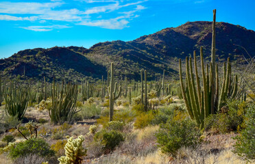 Organ pipe national park, Group of large cacti against a blue sky (Stenocereus thurberi) and...