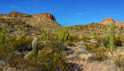 Organ pipe national park, Group of large cacti against a blue sky (Stenocereus thurberi) and...