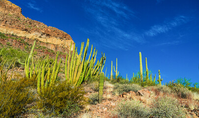Organ pipe national park, Group of large cacti against a blue sky (Stenocereus thurberi) and...