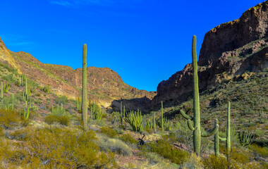 Organ pipe national park, Group of large cacti against a blue sky (Stenocereus thurberi) and...