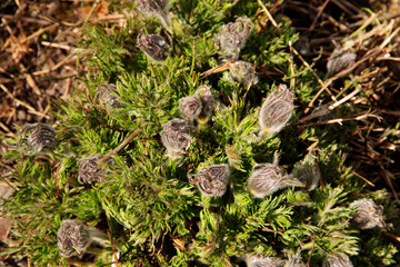 the first flowers of the plant are shot in early spring