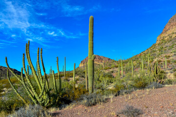 Organ pipe national park, Group of large cacti against a blue sky (Stenocereus thurberi) and...