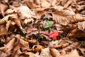 Minimal nature background. Autumn colors on dry leaves