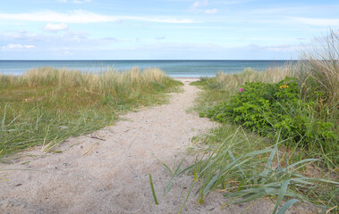 Path through the sand dunes at the coast of the Baltic Sea, Marielyst, Denmark