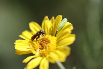 solitary bee on a yellow flower in the wild
