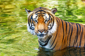 Fototapeta na wymiar a coloured tiger portrait in a park