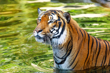 Fototapeta na wymiar a coloured tiger portrait in a park
